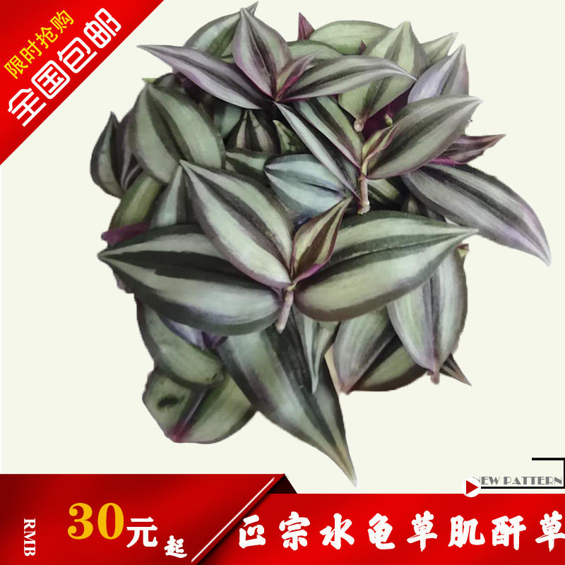 水龟草鲜品油虫草肾草肌酐草水竹草蟑螂草胶浊草药用水龟草鲜品