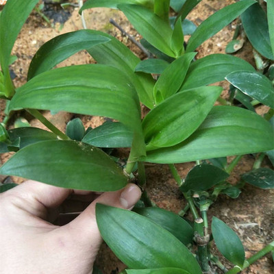 水竹草新鲜叶白花紫露草巴西水竹草绿叶水龟草绿肾草水竹草鲜叶
