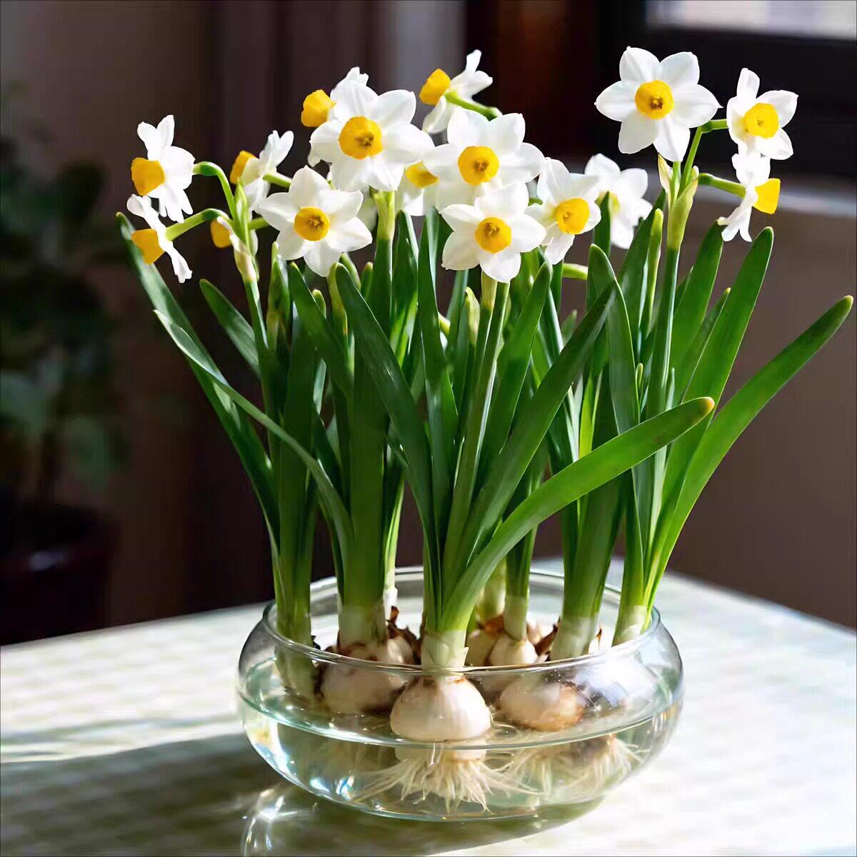 【水仙花盆】玻璃花瓶碗莲铜钱草水培花卉绿植客厅桌面鱼缸摆件