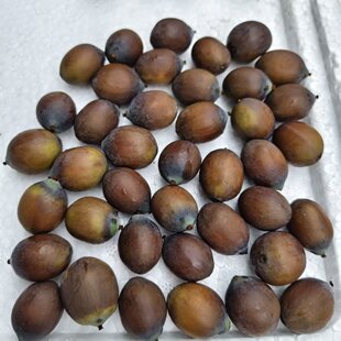 新鲜十成熟的黑壳老莲子 不开口 当天现摘现发 带壳红莲 养分充足