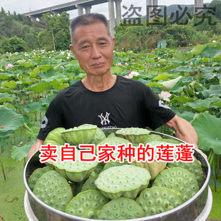 新鲜嫩莲蓬 现摘现发 绿色青莲蓬 甜嫩水果白莲子 江西广昌大莲蓬