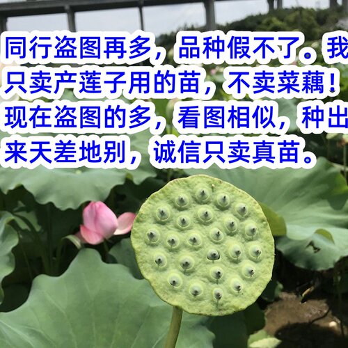 江西广昌太空36号高产莲子藕苗