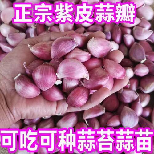 云南紫皮大蒜可种红根