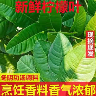 现摘现发新鲜柠檬叶烹饪香料青柠叶西餐料理冬阴功汤调料火锅配料