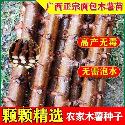 薯面包木薯广西面包木薯