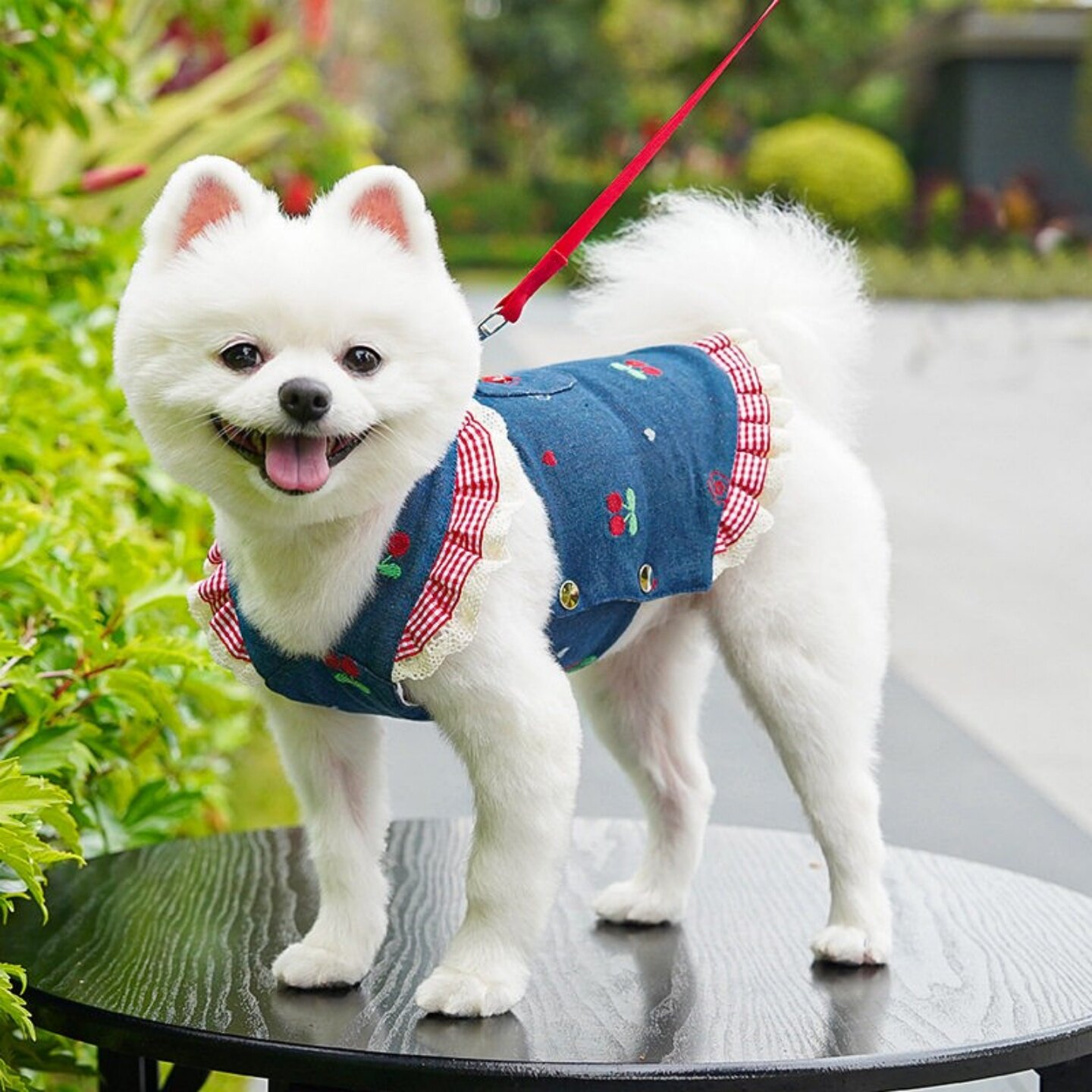 狗猫牛仔樱桃情侣背带裙外出