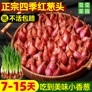 四季小香葱葱头种子正宗四川红葱头干葱头小葱种籽本地火葱头批发