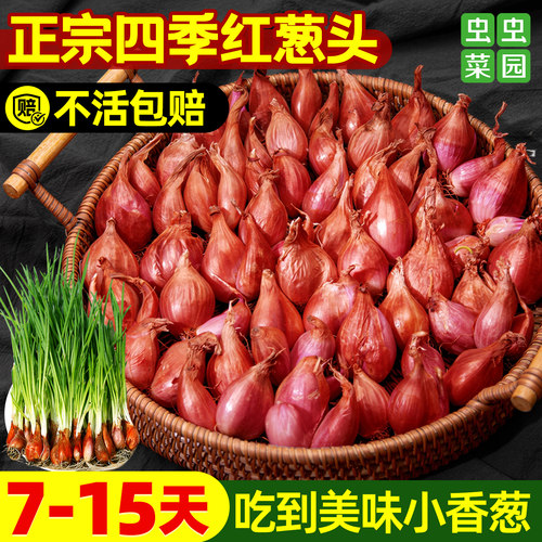 四季小香葱葱头种子四川红葱头