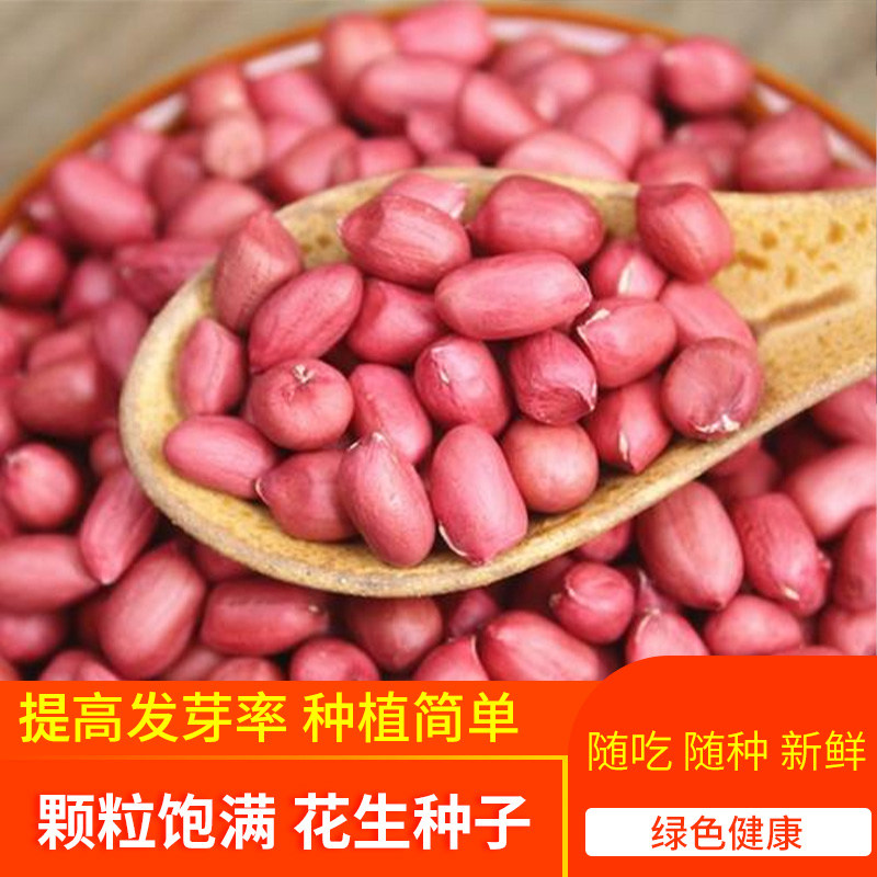 花生种子红皮花生去壳自然晒干图片