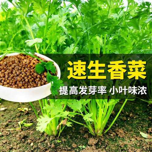 香菜籽种四季老品种大叶小叶芫荽香菜种子阳台种植盆栽蔬菜种子孑 - 封面