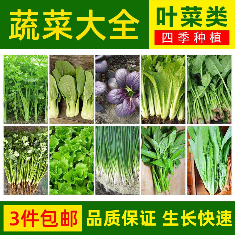 虫虫菜园蔬菜苗四季种植盆栽