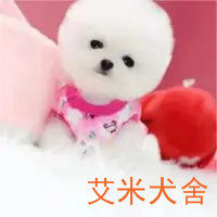 博美幼犬纯种活体小型犬茶杯犬金毛拉布拉多阿拉斯加萨摩耶宠物狗在类目 宠物/宠物食品及用品, 狗狗中 - 来自Buy2taobao.com提供专业的淘宝代购服务