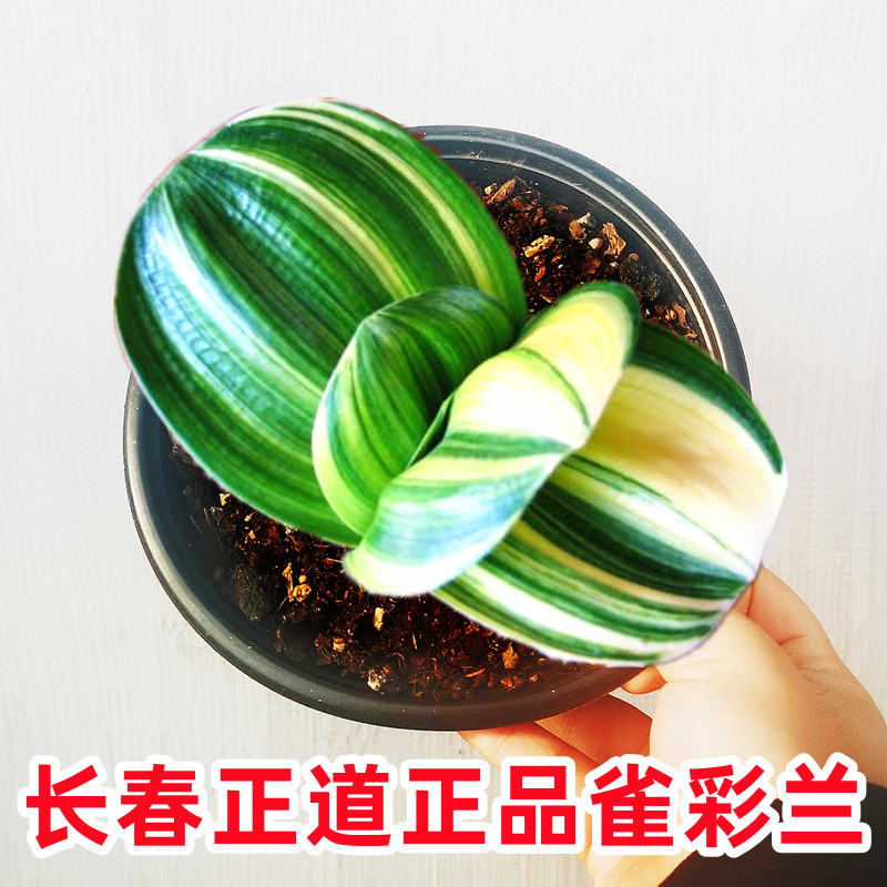 长春新款名贵君子兰 雀彩兰元宝短叶圆头和尚 鸳鸯一线天覆轮盆栽