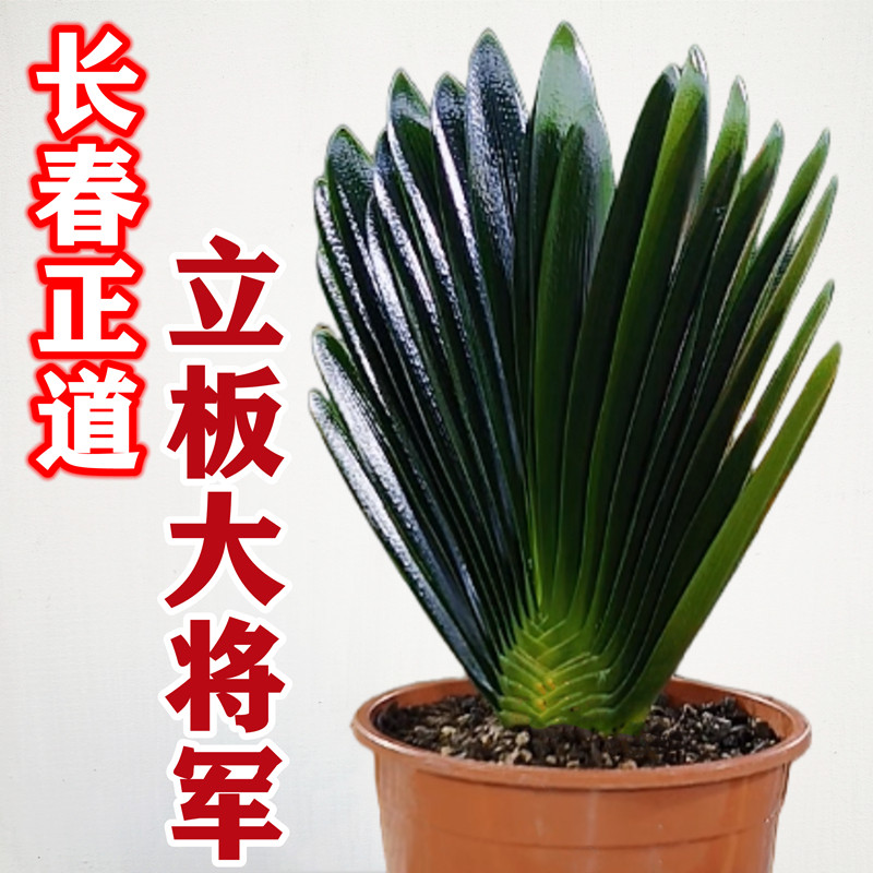 长春正道名贵君子兰大将军盆栽 国宝级立板麻脸油匠 精品盆栽绿植