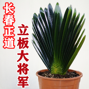 长春正道名贵君子兰大将军盆栽 国宝级立板麻脸油匠 精品盆栽绿植