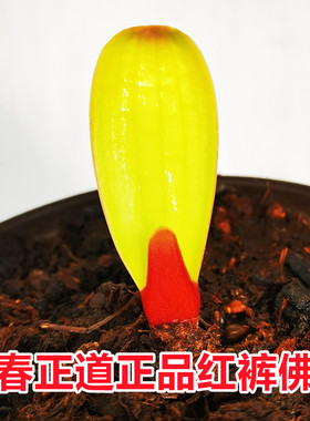 君子兰彩兰客厅除甲醛珍奇品种