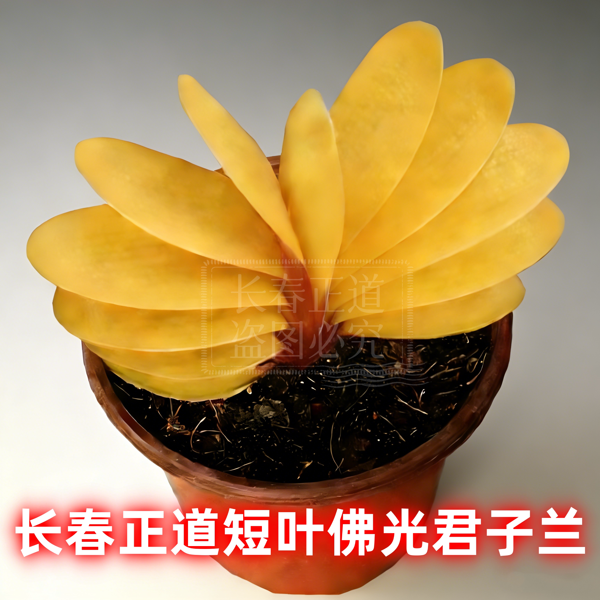 长春正道新品君子兰 佛光彩兰短叶黄色 国宝级名贵盆栽净化空气