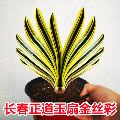 长春君子兰玉扇金丝彩兰精致美观