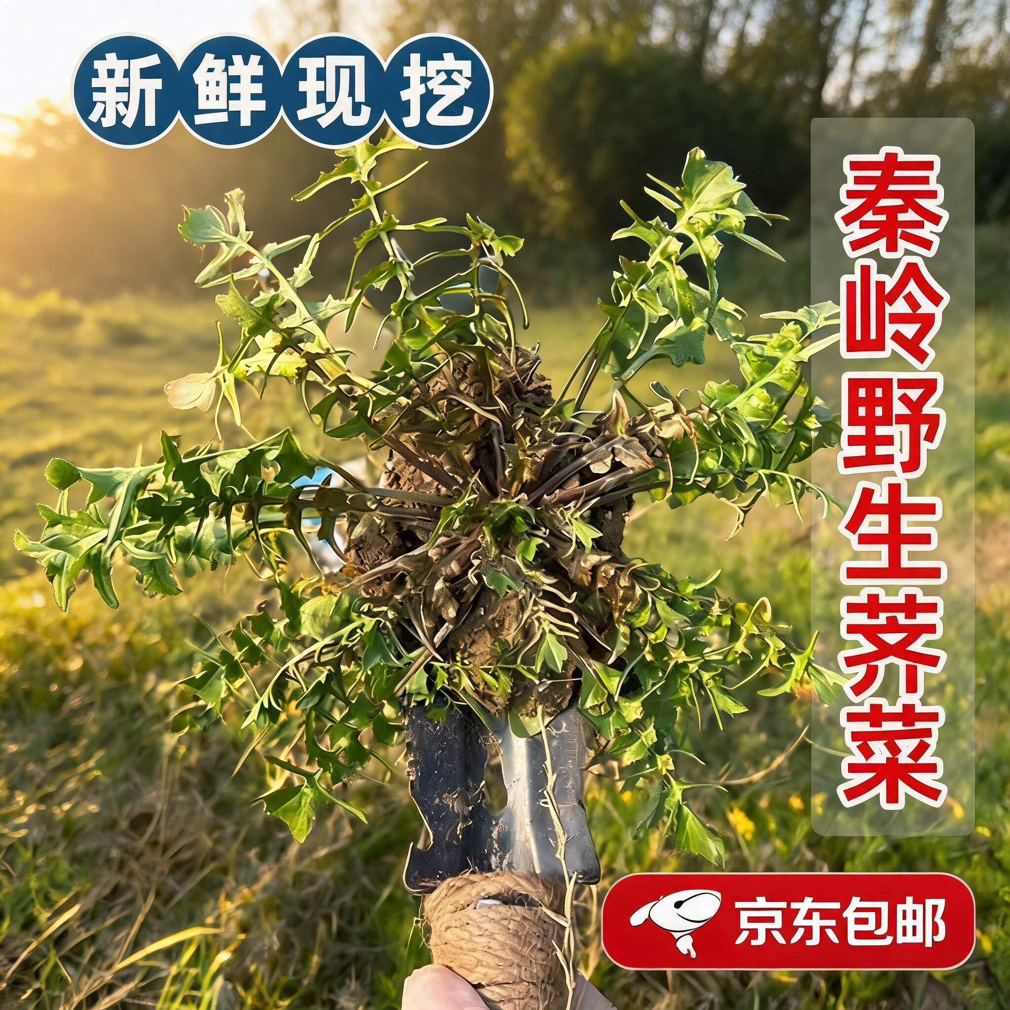 2026新鲜现挖秦岭野生荠菜包邮