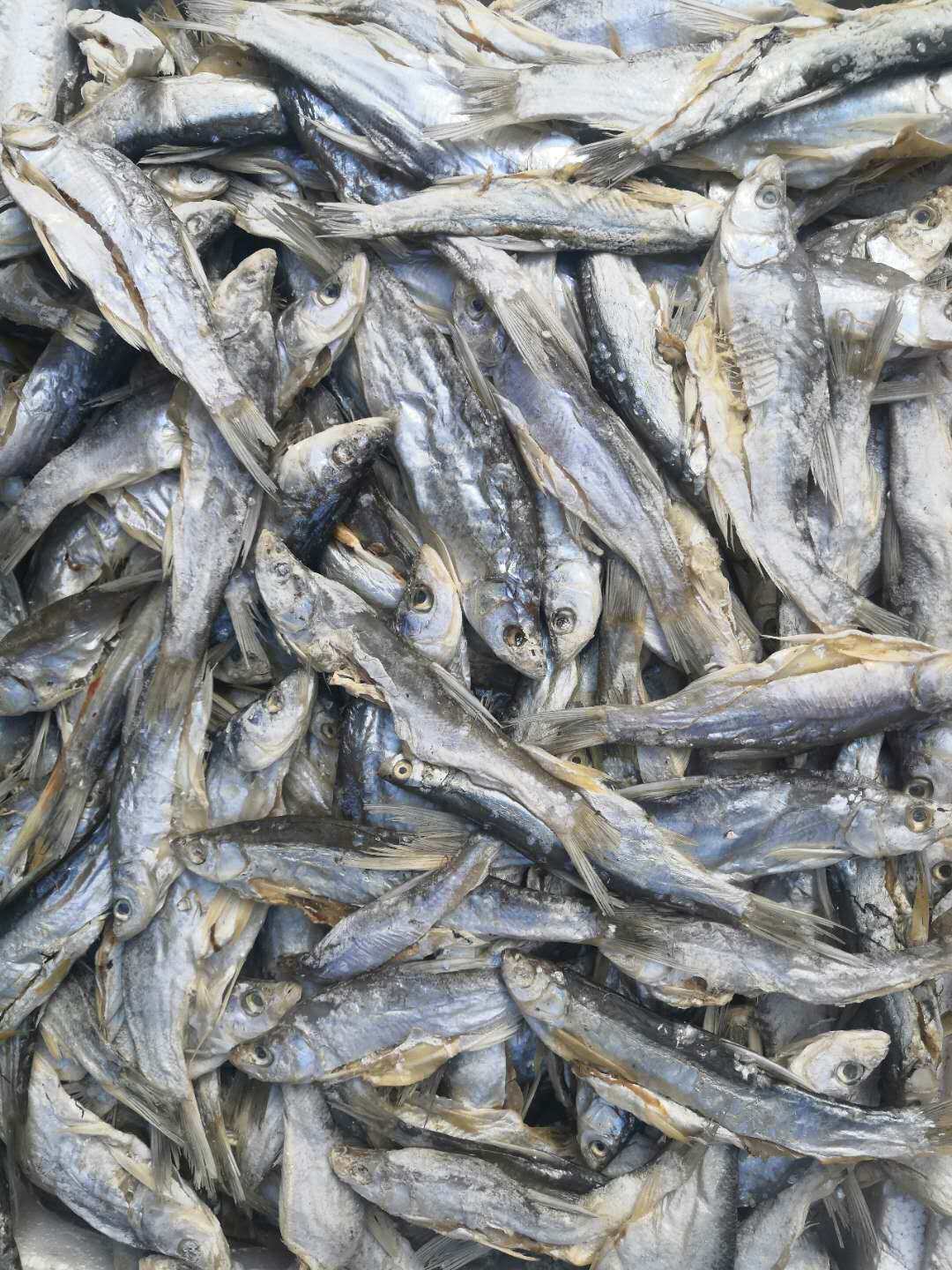 野生麻鲢小白漂鱼干 500克一斤 黑龙江兴凯湖特产 一条10厘米左右