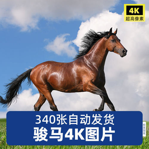 高清4K骏马图片奔腾奔驰草原牧场白黑枣红宝马驹特写JPG素材