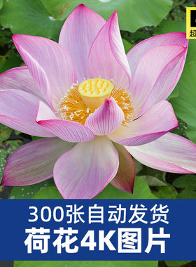 高清4K荷花图片莲花荷叶粉红白色荷塘莲蓬植物特写摄影JPG素材