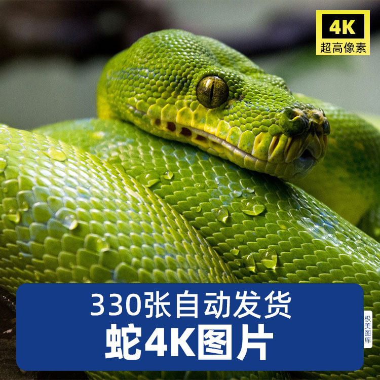 高清4k蛇眼镜毒蛇竹叶青蟒蛇银环蛇爬行动物照片素材jpg图片