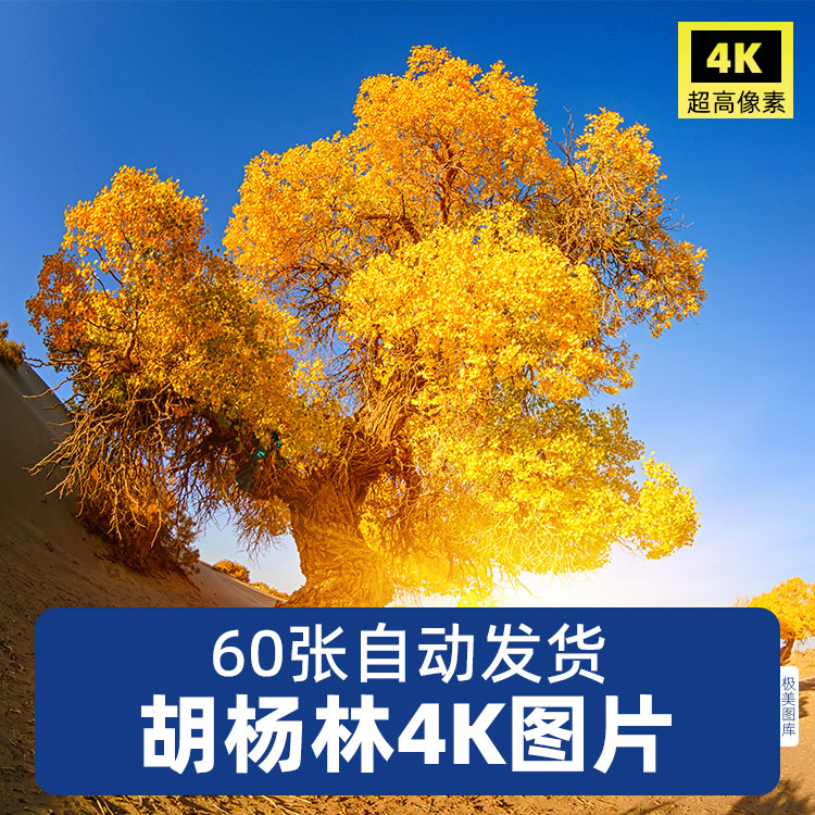 高清4K胡杨林内蒙古额济纳沙漠摄影风景超图片ps后期合成素材