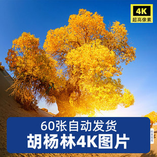 高清4K胡杨林内蒙古额济纳沙漠摄影风景超图片ps后期合成素材