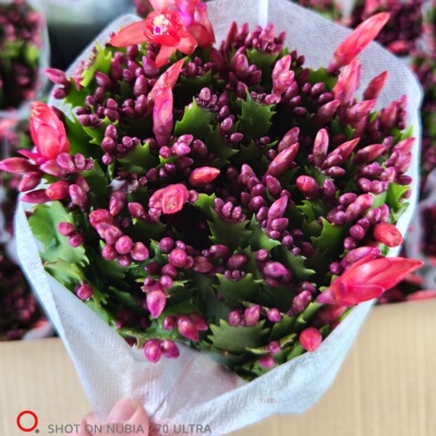 花期带花苞发货原盆原土不拆盆