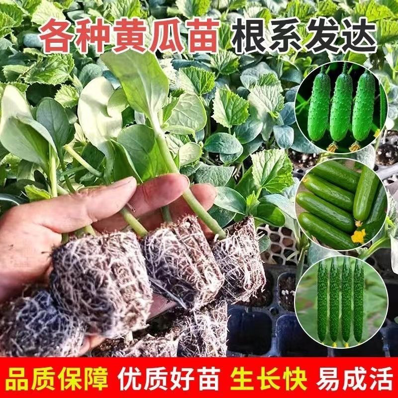 绿植水果黄瓜种子爬满家黄瓜种子旱黄瓜苗蔬菜种子蔬菜苗盆栽