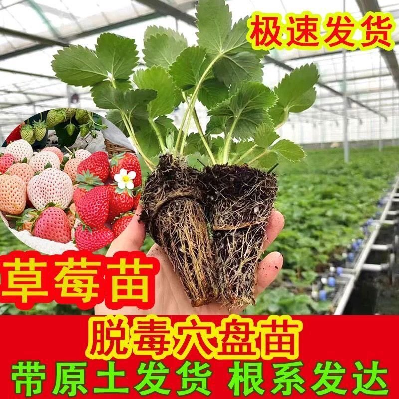 奶油草莓苗盆栽带土食用易养