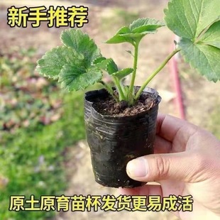 草莓苗盆栽带土四季盆栽室内植物奶油草莓秧家庭阳台食用结果