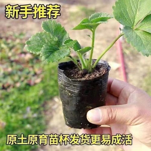 草莓苗盆栽带土四季盆栽室内植物奶油草莓秧家庭阳台食用结果