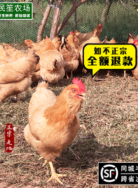 龙门胡须鸡五谷农家果园散养土鸡走地白切鸡新鲜草鸡老母鸡月子鸡