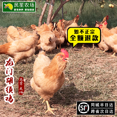 龙门农家散养新鲜胡须鸡