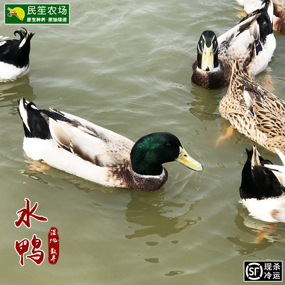 民笙湿地放养水鸭正宗农家自养土麻鸭农村散养鸭现杀新鲜肉土鸭
