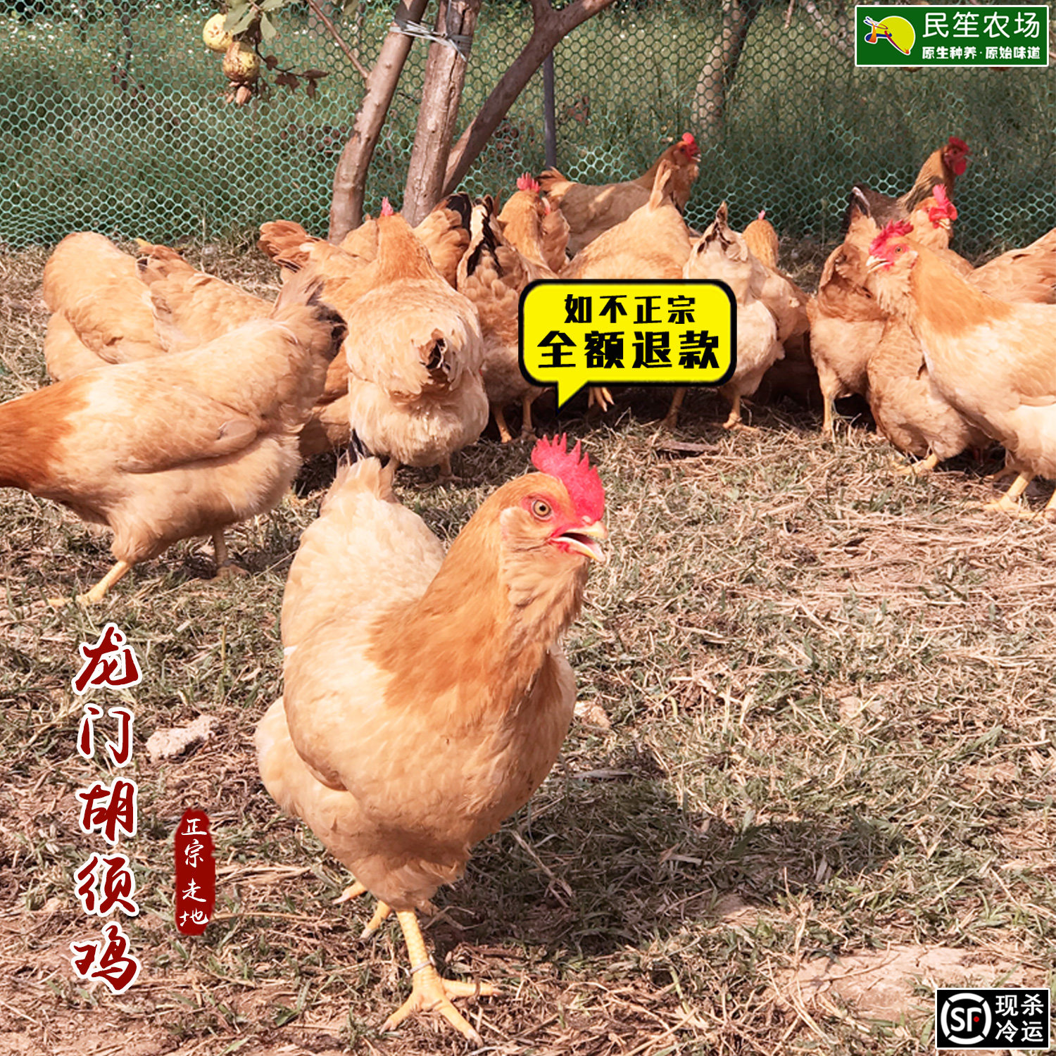 龙门胡须鸡五谷农家果园散养土鸡走地白切鸡新鲜草鸡老母鸡月子鸡