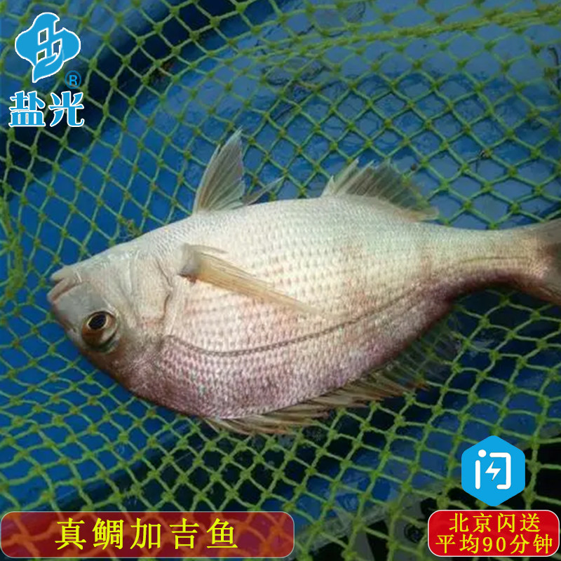 冰鲜新鲜真鲷鱼 加吉鱼 海钓日料食材 红鲷鱼 海鱼需约 盐光