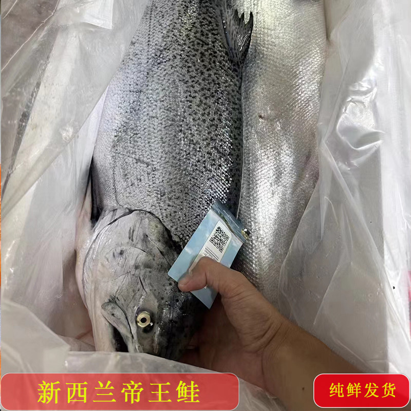 新西兰帝王鲑中段鱼腩精品新鲜纯鲜大西洋鲑鱼头三文鱼中的LV图片