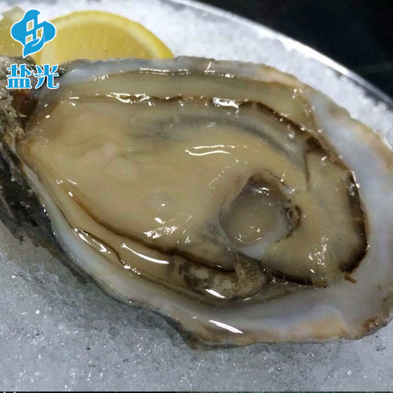 法国吉拉多吉拉朵Gillardeau 生蚝原装野生牡蛎N1海鲜活