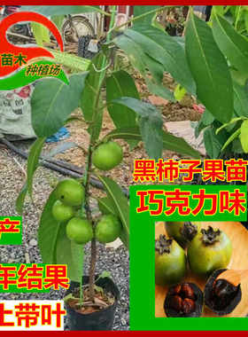 当年结果嫁接果树苗黑柿子万物生