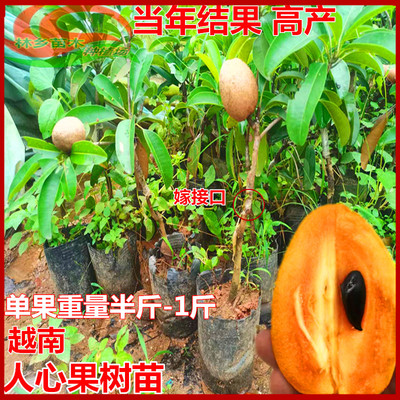 人心果苗常绿嫁接苗高产常年结果