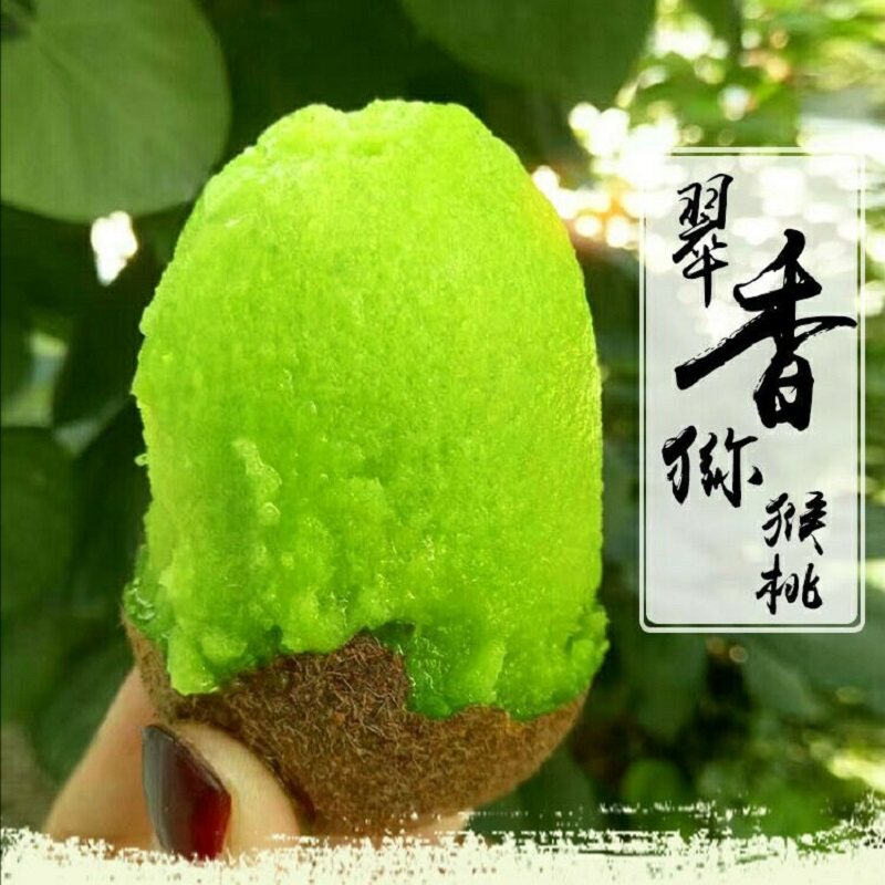 周至翠香猕猴桃陕西新品绿心狝猴桃金福奇异果水果瑞玉弥胡桃大果