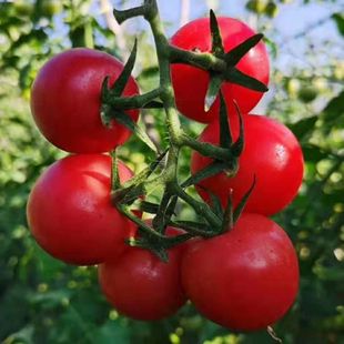 攀枝花露天千禧小番茄圆果自然熟味浓郁生吃水果西红柿有机小狼桃