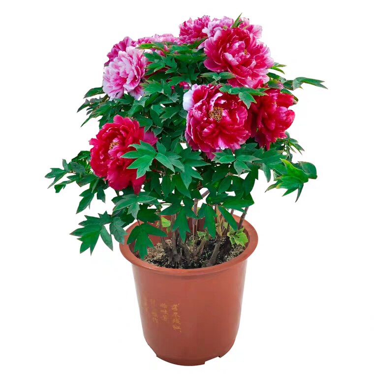 鲜花牡丹花盆栽带花苞发货正品牡丹花苗大苗催花牡丹菏泽发货