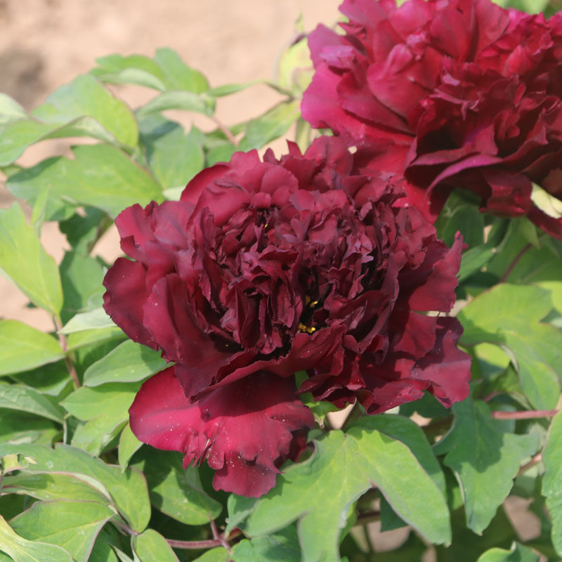 黑色牡丹花苗 冠世墨玉 菏泽牡丹多层重瓣大花起楼盆栽地栽庭院