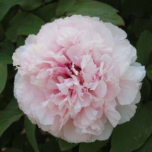 牡丹花苗雪映桃花粉白色菏泽盆栽庭院地栽大花多层