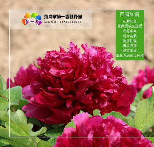 紫色牡丹花苗 百园红霞 菏泽庭院地栽牡丹阳台盆栽阳台花苗花卉 - 封面