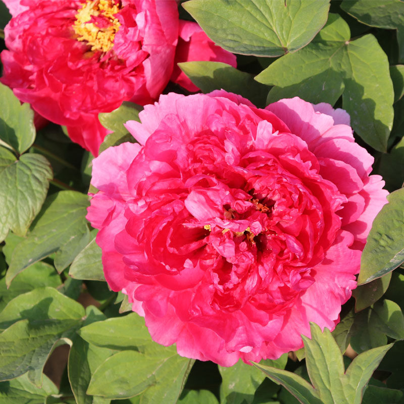 红色牡丹花苗 曹州红 中国红趣味庭院阳台客厅植物花卉重瓣多层